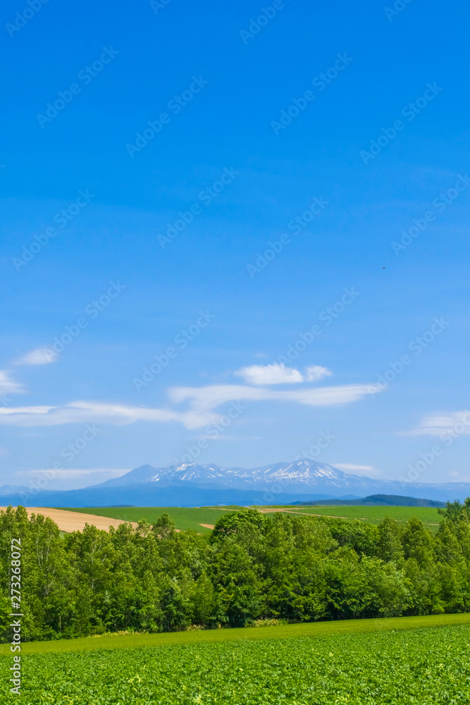 Fototapeta premium 日本の北海道 大地と青空 シンプル背景