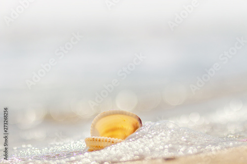 Romantic composition of seashells on the background of the sea