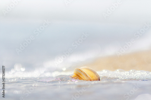 Romantic composition of seashells on the background of the sea