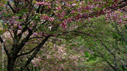 Wallpaper Mural 八重桜の桜吹雪 Torontodigital.ca