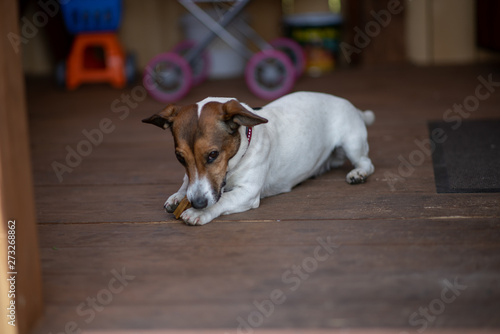 Fototapeta Naklejka Na Ścianę i Meble -  a small dog holds a bone in its paws and looks at the camera