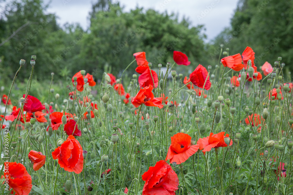 Naklejka premium City Cesis, Latvian republic. Red poppy field and green nature. Travel photo 14. Jun. 2019