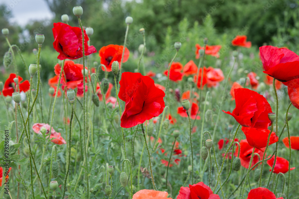 City Cesis, Latvian republic. Red poppy field and green nature. Travel photo 14. Jun. 2019