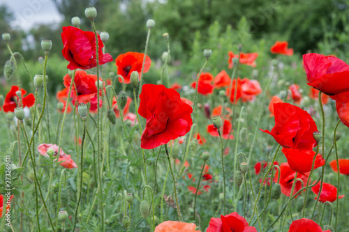 City Cesis  Latvian republic. Red poppy field and green nature. Travel photo 14. Jun. 2019