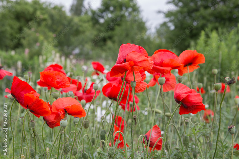 Naklejka premium City Cesis, Latvian republic. Red poppy field and green nature. Travel photo 14. Jun. 2019