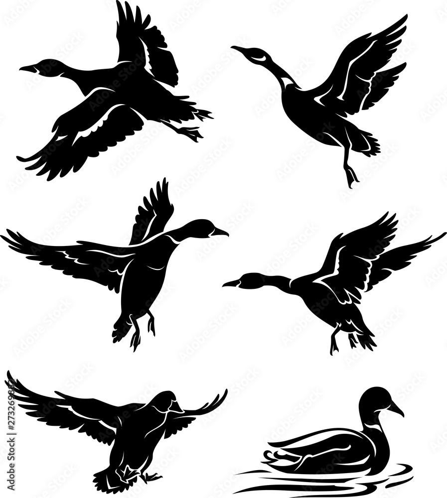 Obraz premium Wild Ducks Silhouette