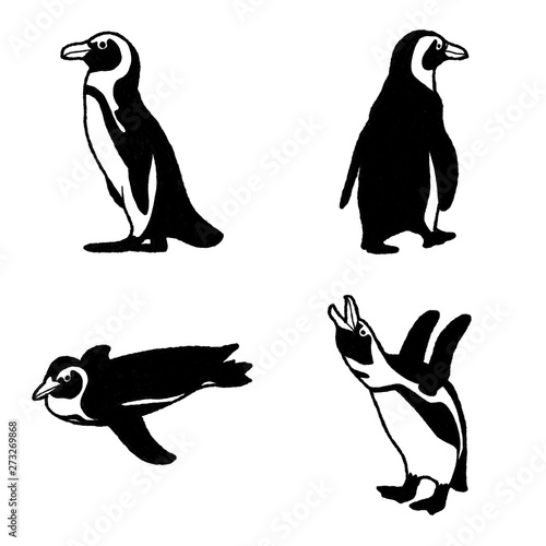 African Penguin Vector Illustration Hand Drawn Animal Cartoon Art