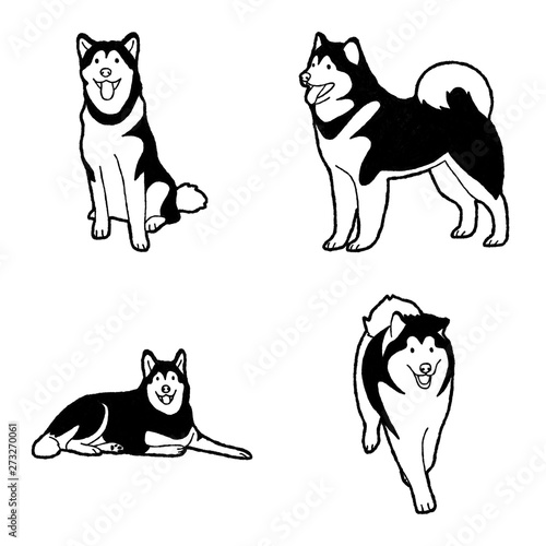 Alaskan Malamute Vector Illustration Hand Drawn Animal Cartoon Art