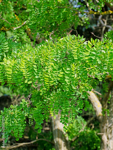 Blätter der Robinie,  Robinia pseudoacacia photo