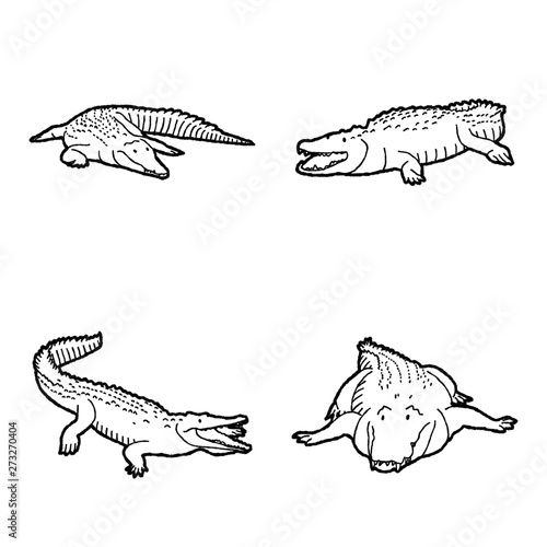 American Crocodile Vector Illustration Hand Drawn Animal Cartoon Art