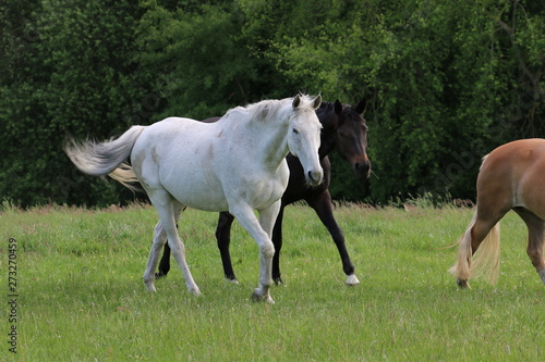 Pferde laufen dem Betrachter auf der Weide entgegen