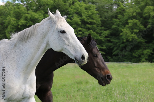 Pferde laufen dem Betrachter auf der Weide entgegen