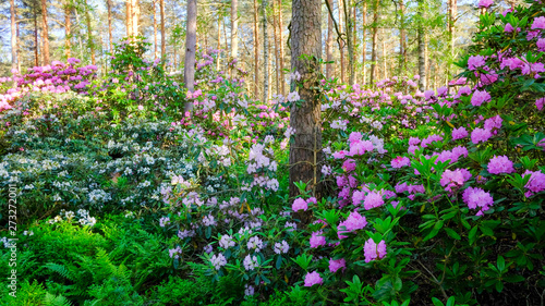 Fototapeta Naklejka Na Ścianę i Meble -  Rhododendron park in Helsinki in the Haaga District. Fabulous flower forest in Finland is popular tourist attraction