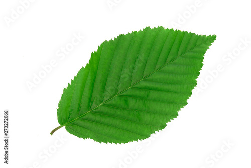 Perfect green hornbeam leaf isolated on white background without shadows in close-up (high details).