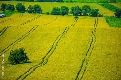 Traces on the wheat field