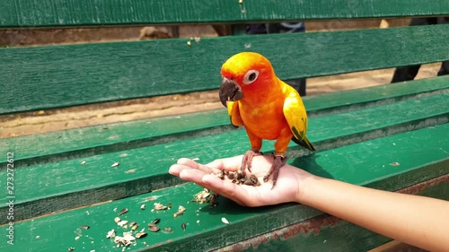 A bird is eating seeds on the hands of a girl.