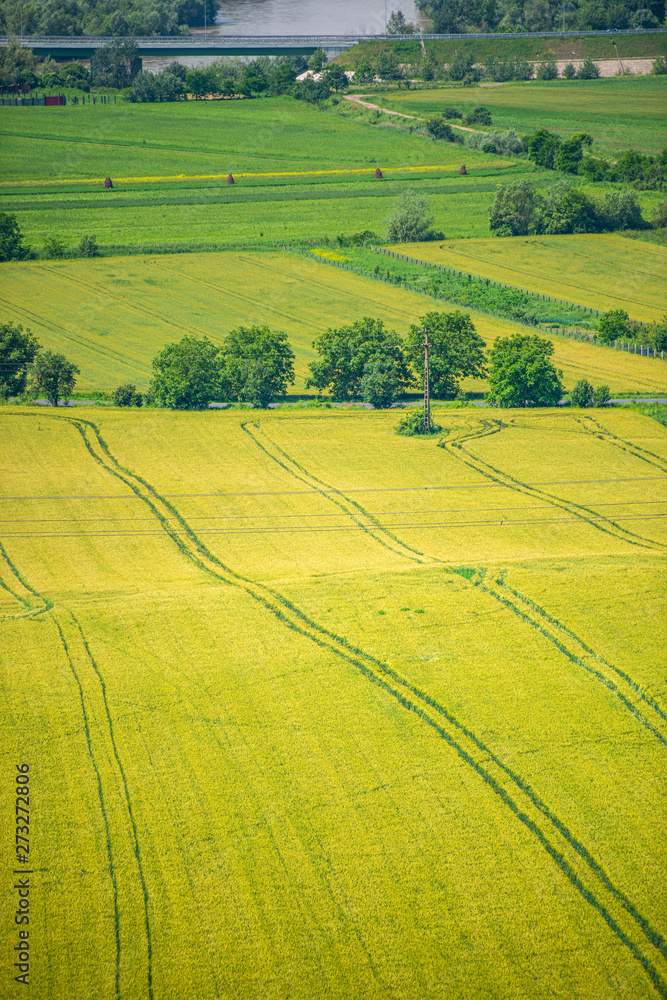 Fototapeta premium Traces on the wheat field