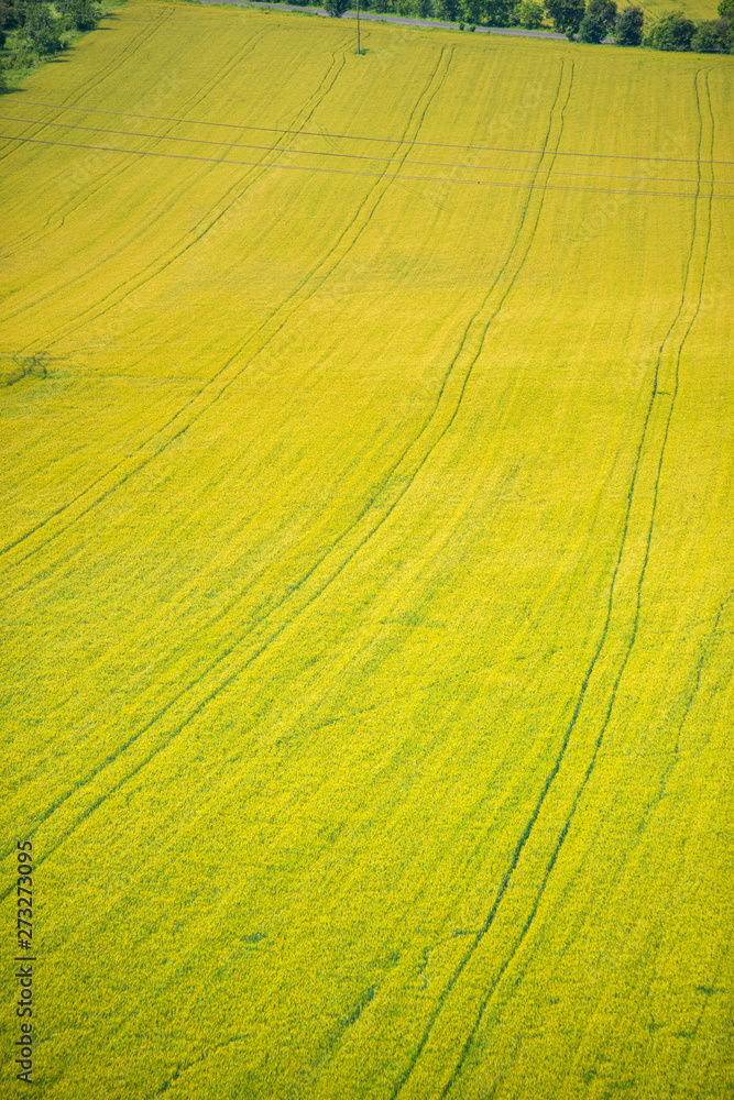 Traces on the wheat field Traces on the wheat field