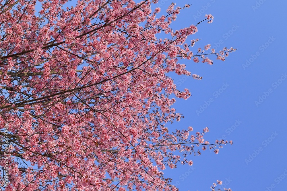 桜 青空背景テクスチャ 日本 桜 青空背景テクスチャ 日本