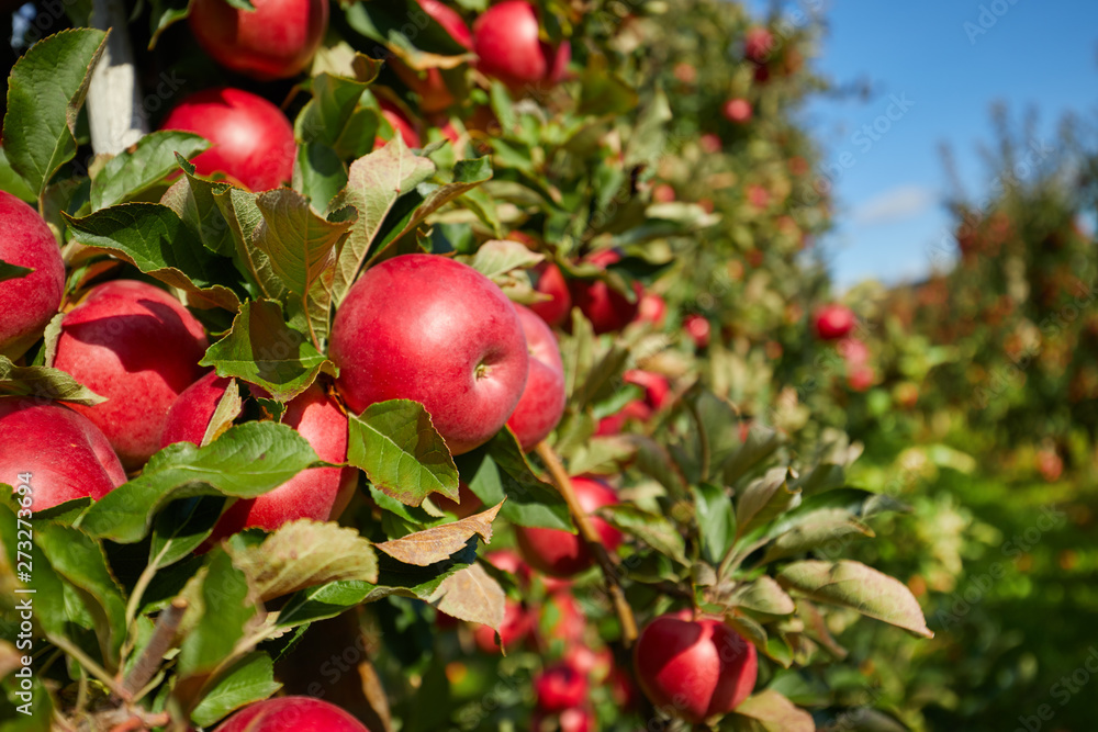 picture of a Ripe Apples in Orchard ready for harvesting,Morning shot