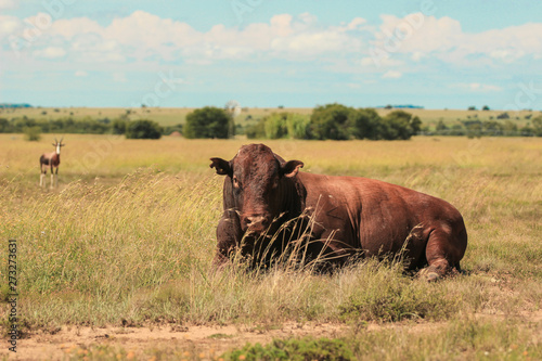 Huge brown bull lieing in a meadow