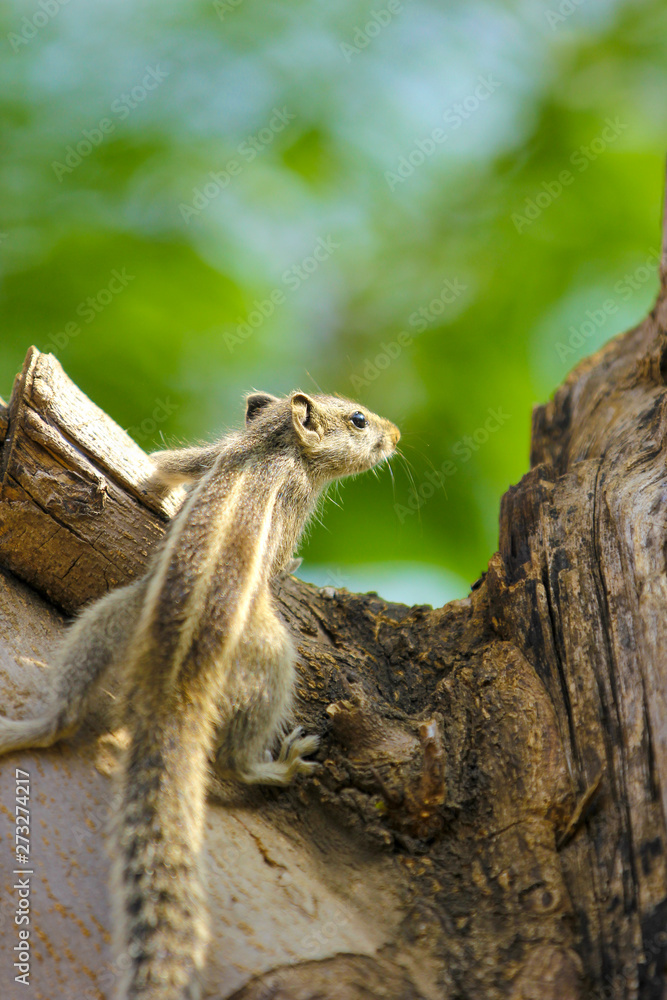 Fototapeta premium squirrel on the tree eating something