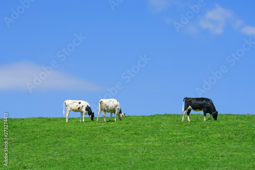 牛と青空背景テクスチャ