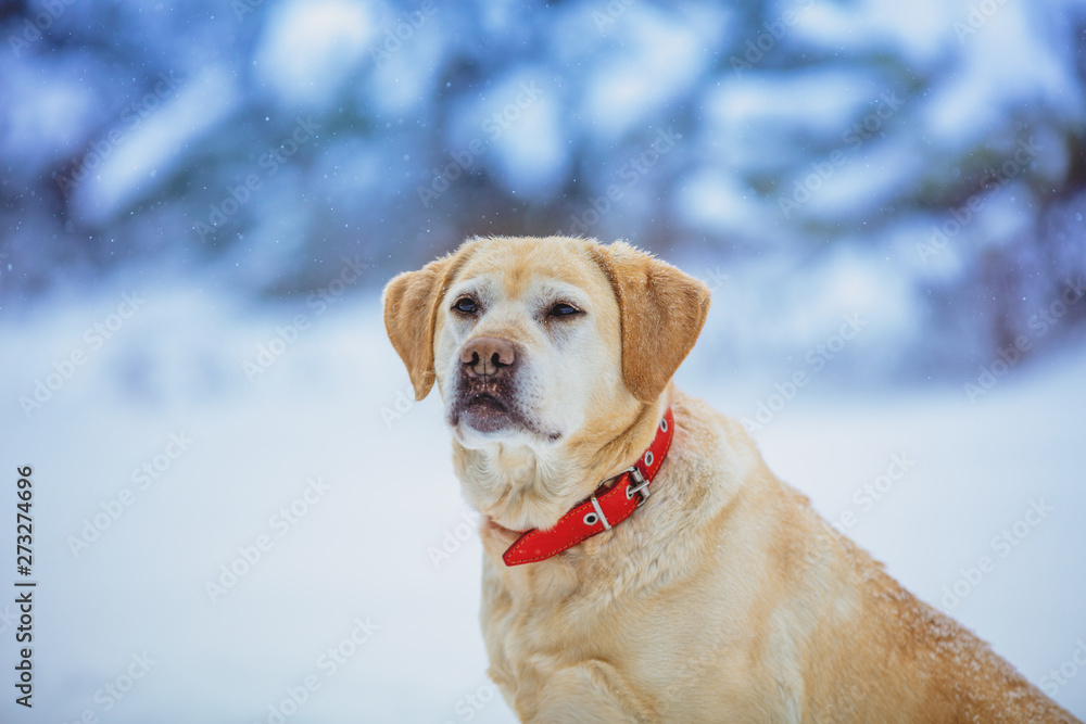 Portrait of a Labrador retriever dog sitting in winter snowy forest