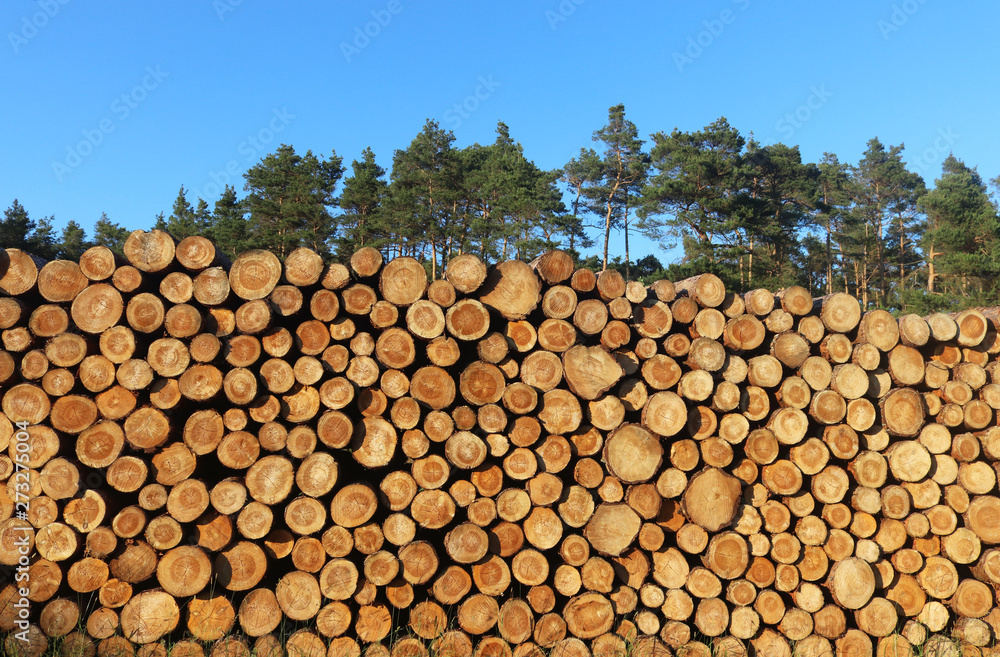 large stack of tree trunks in front of a forest and blue sky
