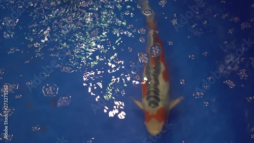 stunning shusui koi fish in a blue tank photo