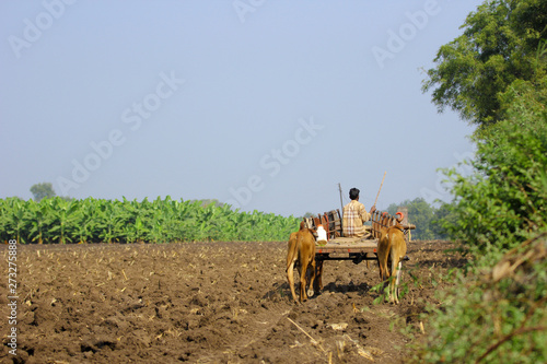 indian farmer on bull cart