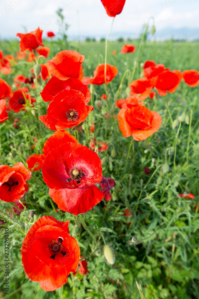 Wild poppies in the springtime Wild poppies in the springtime