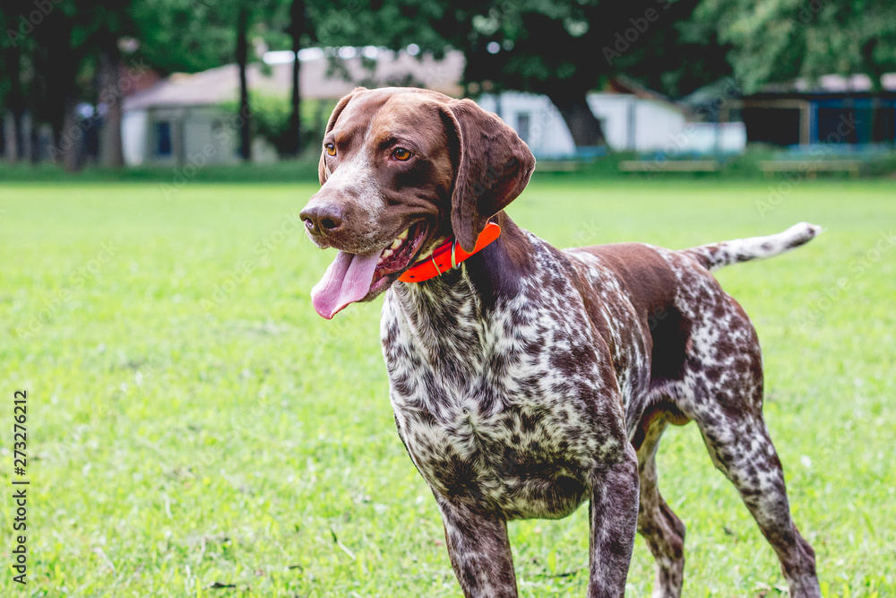 Dog breed  german shorthaired pointer with a lovely gaze stands on the grass of the lawn_