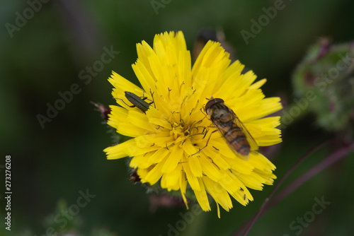 Hoverfly On Dandelion.