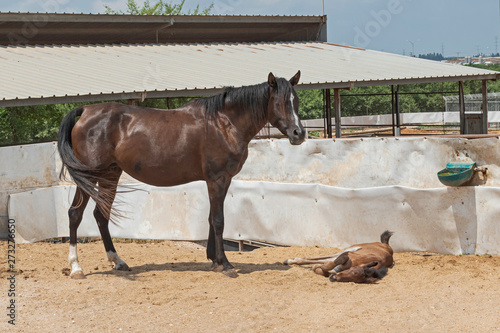 a lovely dark bay arabian mare watching over her foal sleeping on the ground in a sandy horse arena