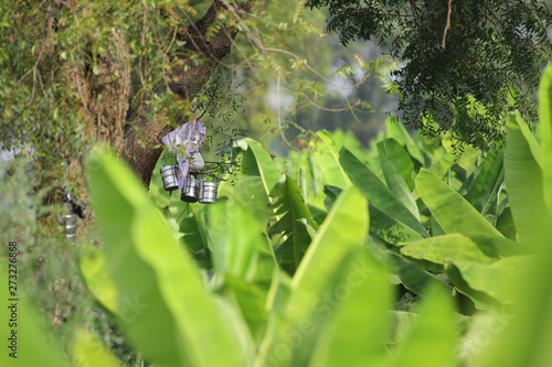 Tiffin hanging on tree  photo