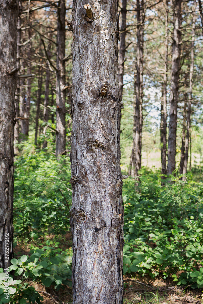 Tree Trunk In The Woods. For Copy Space, Arrows ,Signs, Signposts and Directions