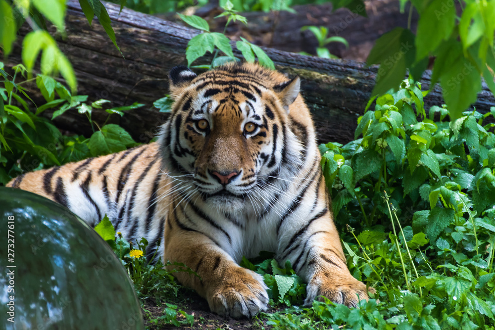 Obraz premium Siberian tiger the tiger rests and looks forward