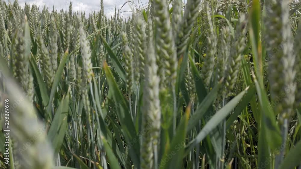 Pull back through cereal grain ears crop in agricultural meadow farmland. Close view of ears of green wheat growth. Pull back through cereal grain ears crop in agricultural meadow farmland. Close view of ears of green wheat growth.