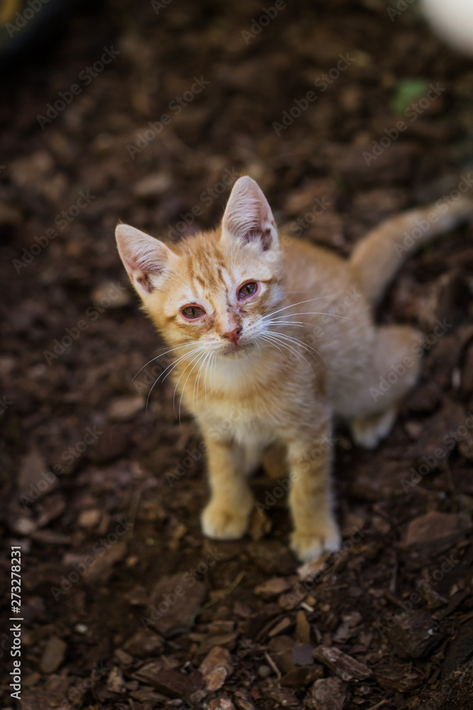 Cute young kitten on a brown ground floor