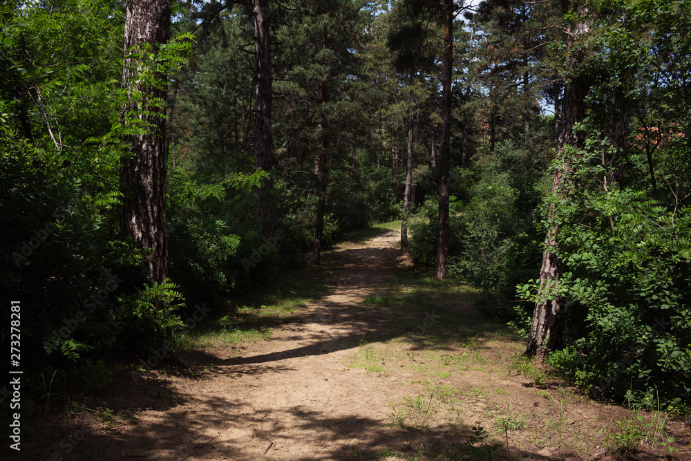 Hiking Trail In The Woods. Green Planet Concept Hiking Trail In The Woods. Green Planet Concept