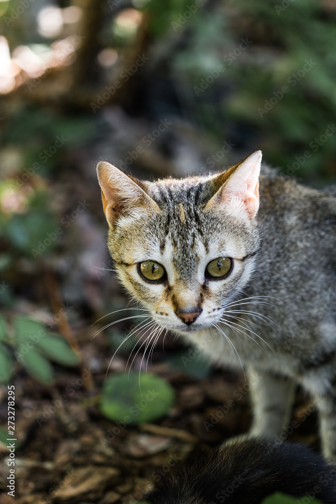 Street cat portrait on a green forest