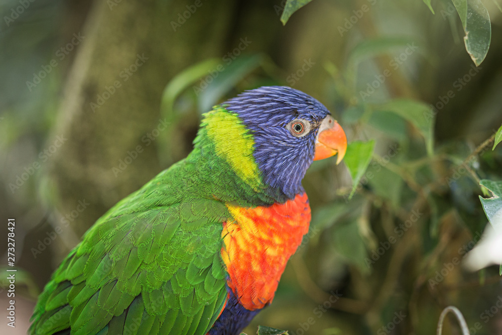 Colourful parrot portrait on a green jungle rainforest background