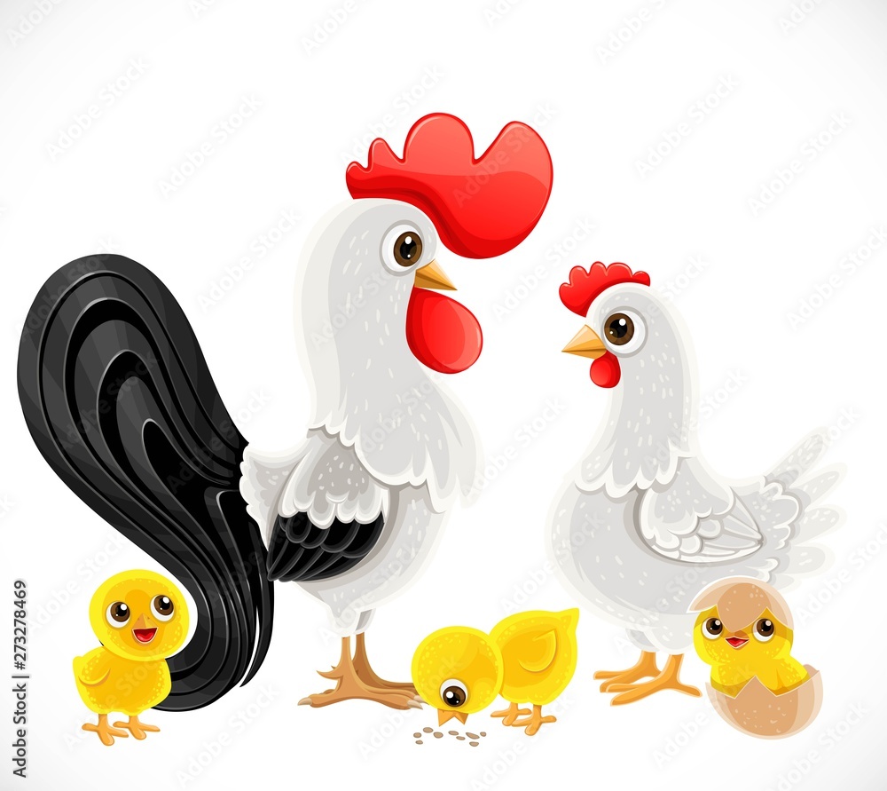 Cute cartoon chicken family dad cock, mom chicken and kids chickens isolated on white background