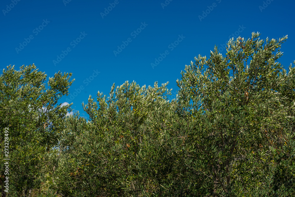 Green Olives on the tree against blue sky, Murter, Dalmatia, Croatia, perfect for the background