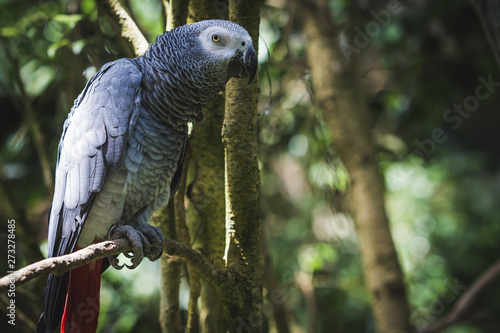 Exotic tropical grey parrot on a rainforest jungle