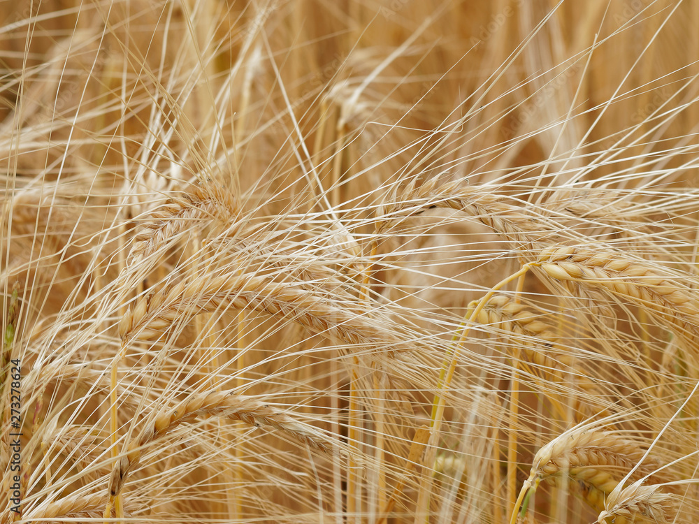 (Triticum aestivum) Epis de blé couleur jaune or (Triticum aestivum) Epis de blé couleur jaune or