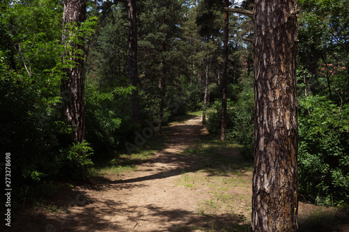 Tree Trunk In The Woods. For Copy Space  Arrows  Signs  Signposts and Directions