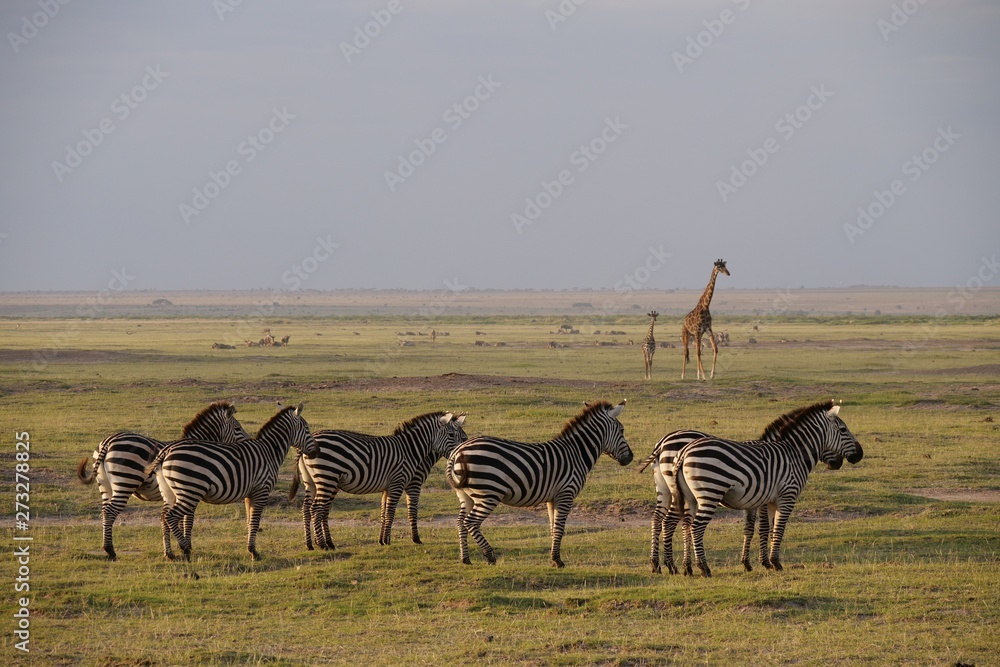Zebra roaming in Amboseli National Park, Kenya Zebra roaming in Amboseli National Park, Kenya