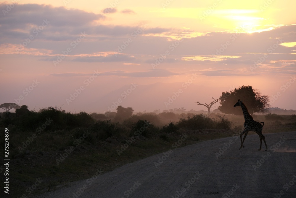 Baby Giraffe crossing road in Amboseli National Park, Kenya